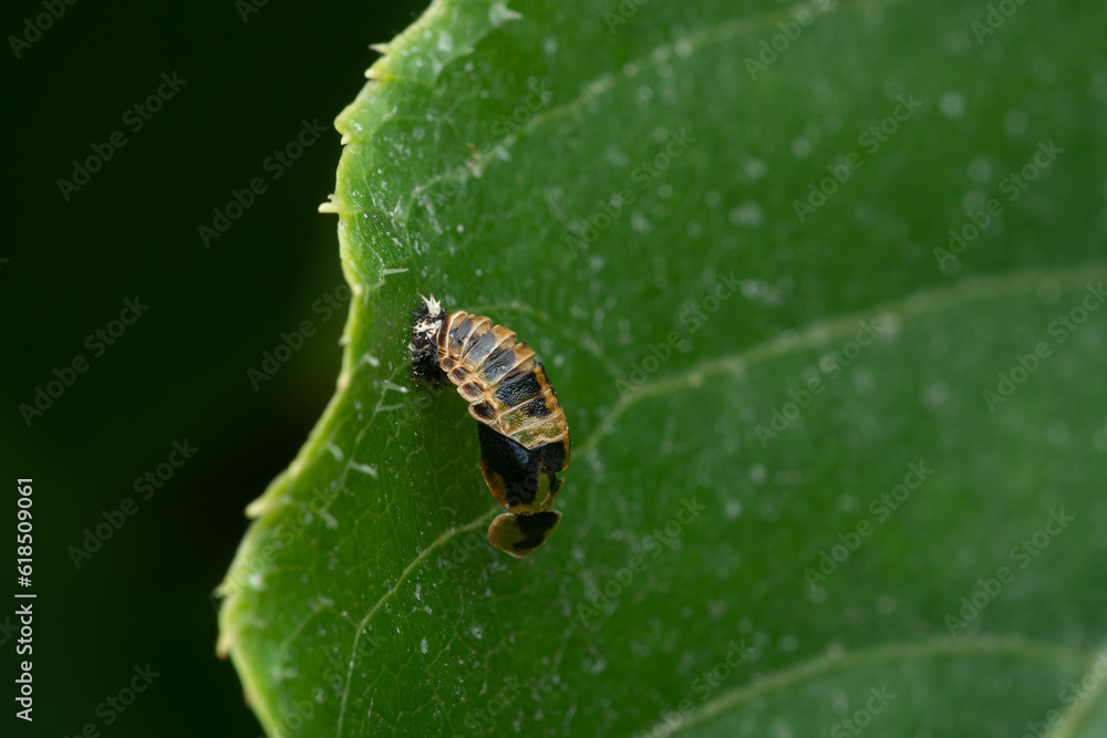 Asian ladybug pupa on a green leaf. Ladybug in pupa stage. the world of the entomologist Asian ladybug pupa on a green leaf. Ladybug in pupa stage. the world of the entomologist