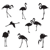 Flamingo black silhouette set on white background. Vector illustration.