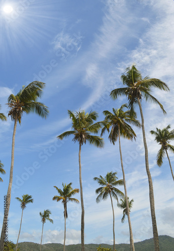 nails beautiful palm trees on the beautiful beaches of Venezuela