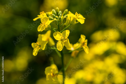 Rape plant and flowers in close-up. Cultivation of rapeseed.