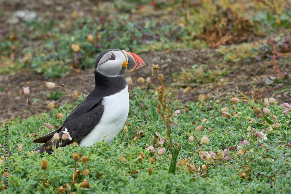 Naklejka premium Atlantic puffin (Fratercula arctica) on the cliffs of Skomer Island off the coast of Pembrokeshire in Wales, United Kingdom