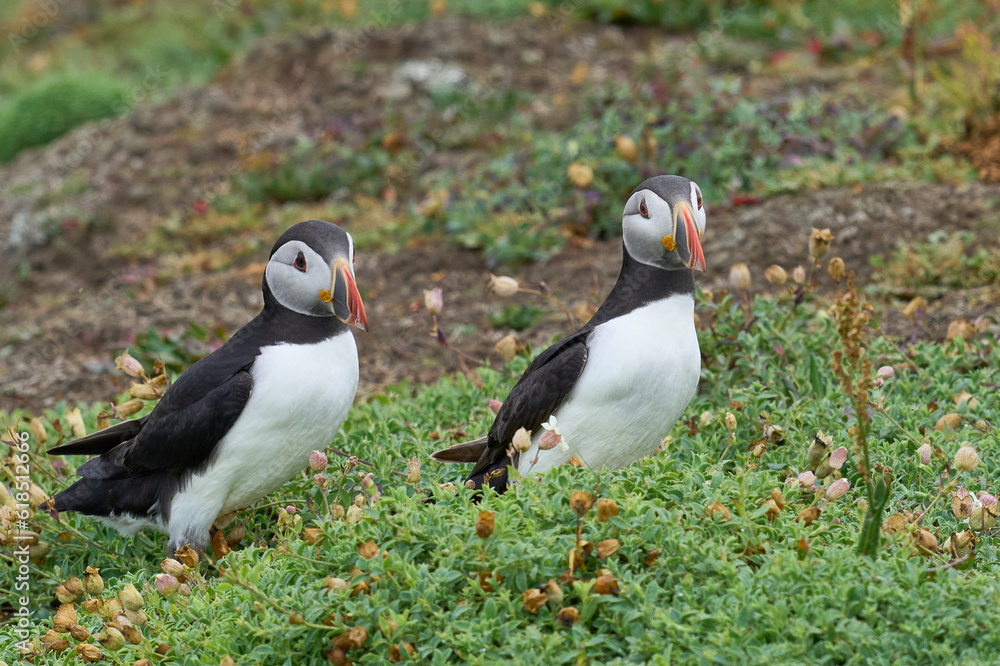 Obraz premium Atlantic puffin (Fratercula arctica) on the cliffs of Skomer Island off the coast of Pembrokeshire in Wales, United Kingdom