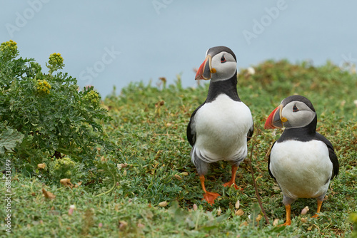Wallpaper Mural Atlantic puffin (Fratercula arctica) on the cliffs of Skomer Island off the coast of Pembrokeshire in Wales, United Kingdom Torontodigital.ca