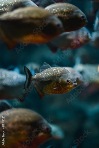 Red-bellied piranha Pygocentrus nattereri or Red piranha in aquarium