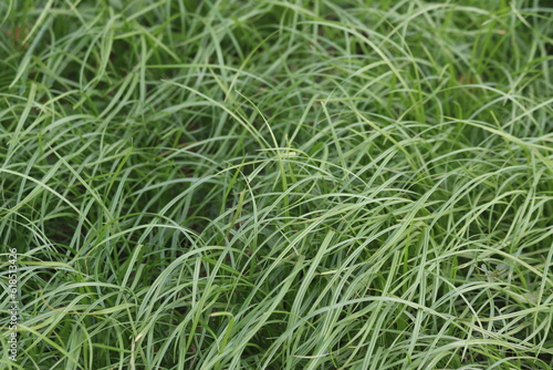 close up grass in the garden