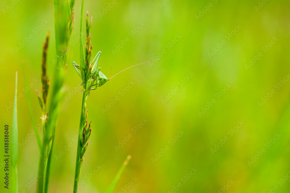 Closeup of a young green grasshopper, against a blurred background. Tettigonia viridissima. Closeup of a young green grasshopper, against a blurred background. Tettigonia viridissima.