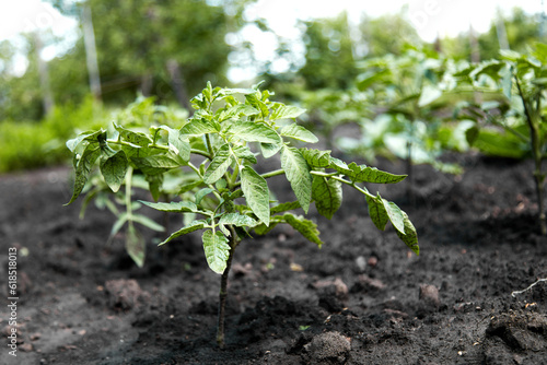Fotografie growing your tomato plants vegetables in garden