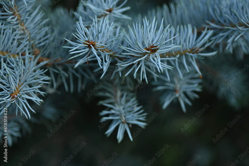 branches of a blue Christmas tree close-up, New Year's ornament, pine needles close-up, a pattern of blue spruce branches, a soft blue background of a Christmas tree