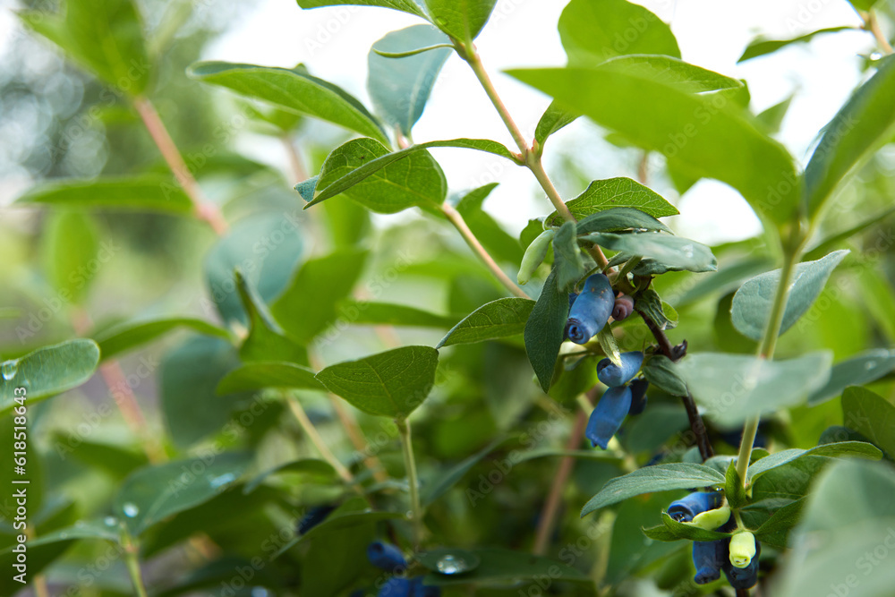 Blue ripe berries of honeysuckle on branch Blue ripe berries of honeysuckle on branch