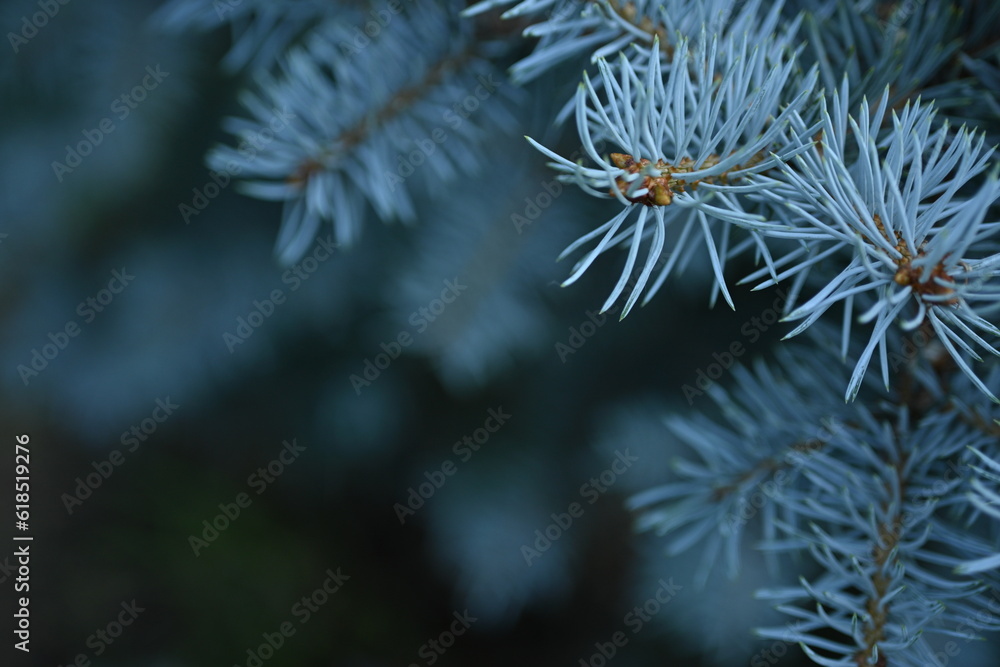 branches of a blue Christmas tree close-up, New Year's ornament, pine needles close-up, a pattern of blue spruce branches, a soft blue background of a Christmas tree branches of a blue Christmas tree close-up, New Year's ornament, pine needles close-up, a pattern of blue spruce branches, a soft blue background of a Christmas tree