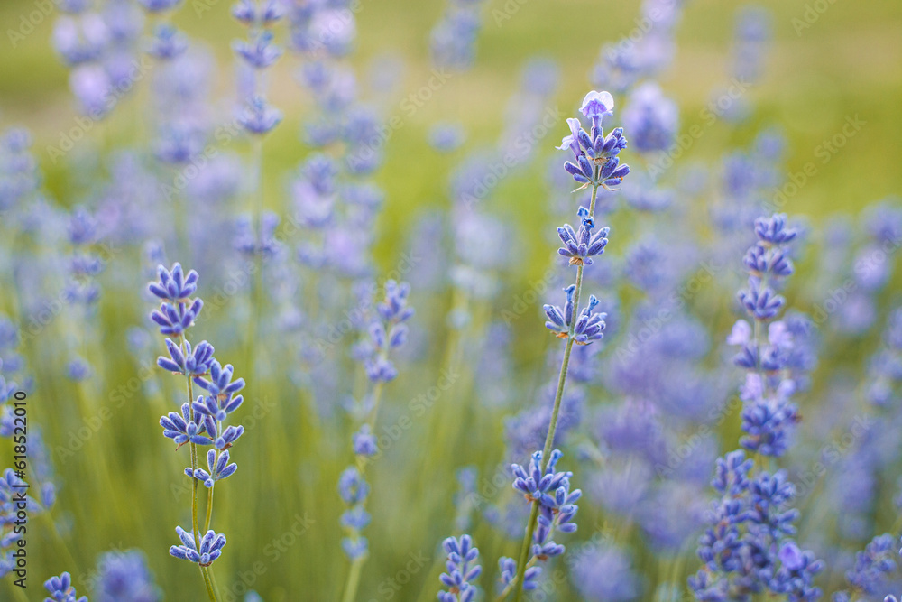 Obraz premium Selective focus on purple lavender flowers on blur background. Lavender field under the sunset in summer