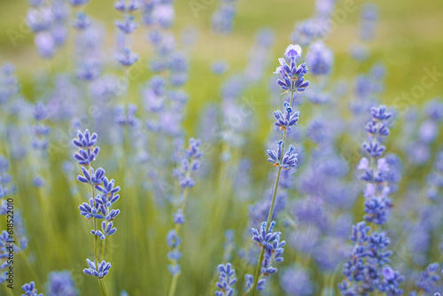 Selective focus on purple lavender flowers on blur background. Lavender field under the sunset in summer