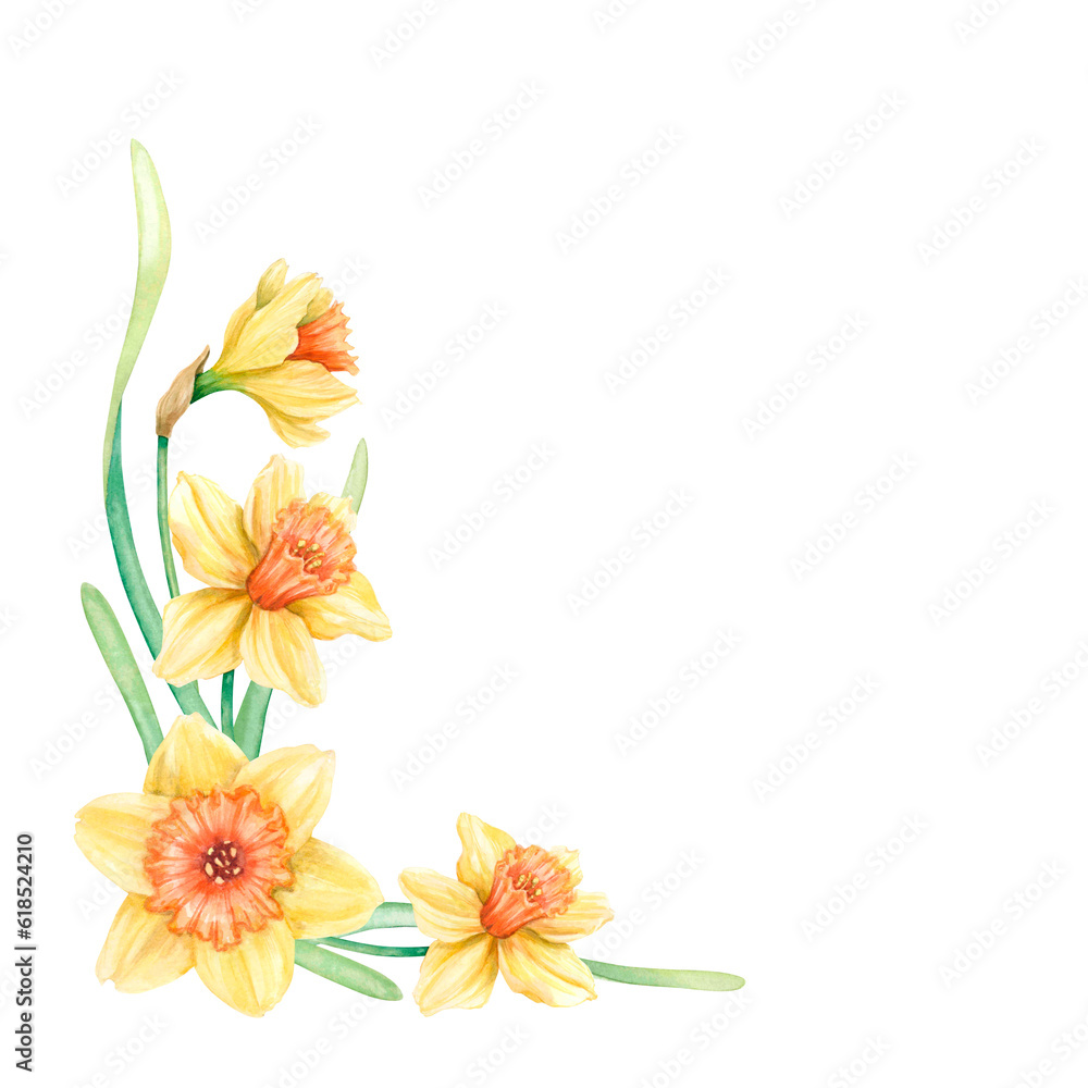 Floral frame corner with yellow daffodils on white background. Spring flowers for a greeting card. Watercolor illustration drawn by hand.