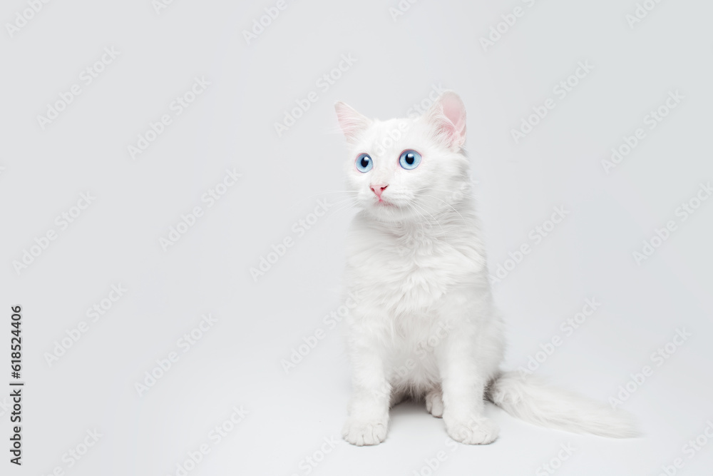 Studio portrait of white kitty cat isolated on light grey background.