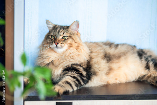 A big fluffy fat cat of the Siberian breed lies imposingly on the table. Tortoiseshell coloring of the cat. Domestic arrogant cat