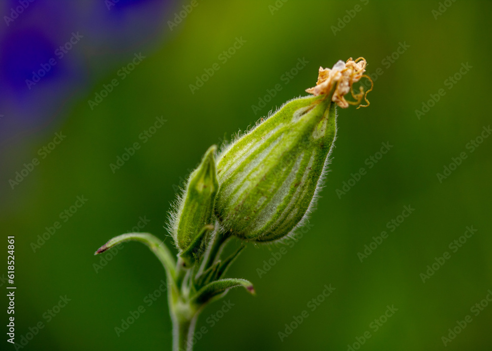 macro of a plant macro of a plant
