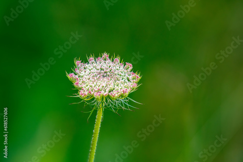 Wild flowers on a meadow