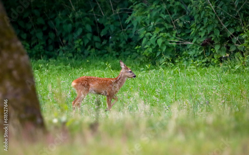 Fototapeta Naklejka Na Ścianę i Meble -  young baby deer in the grass