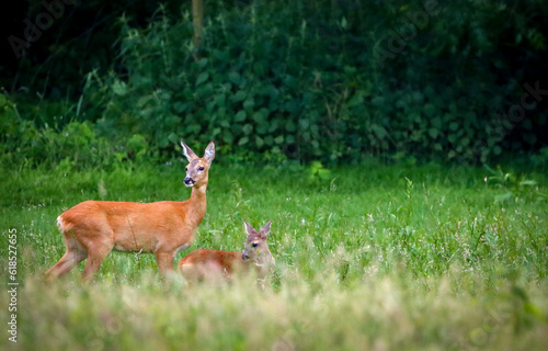 mother deer with baby deer in the field © Thomas