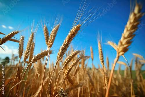 Yellow farming field with ripe wheat and blue sky, AI