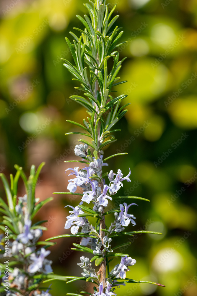 Close up of Rosemary (salvia rosmarinus) flowers in bloom