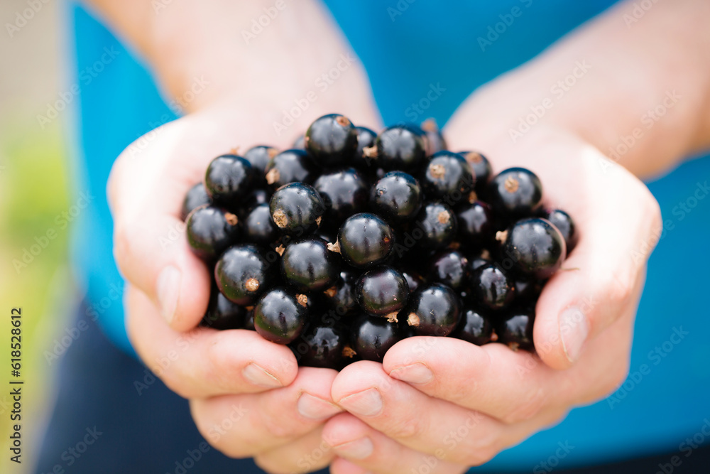 A man holds a black currants, close-up A man holds a black currants, close-up
