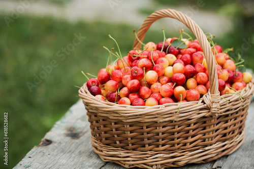 A large wicker basket with ripe cherries on the grass in the garden