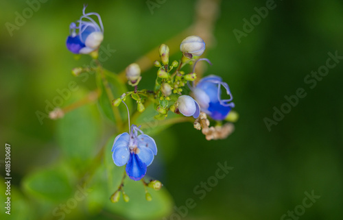 blue rotheca flower close up photo