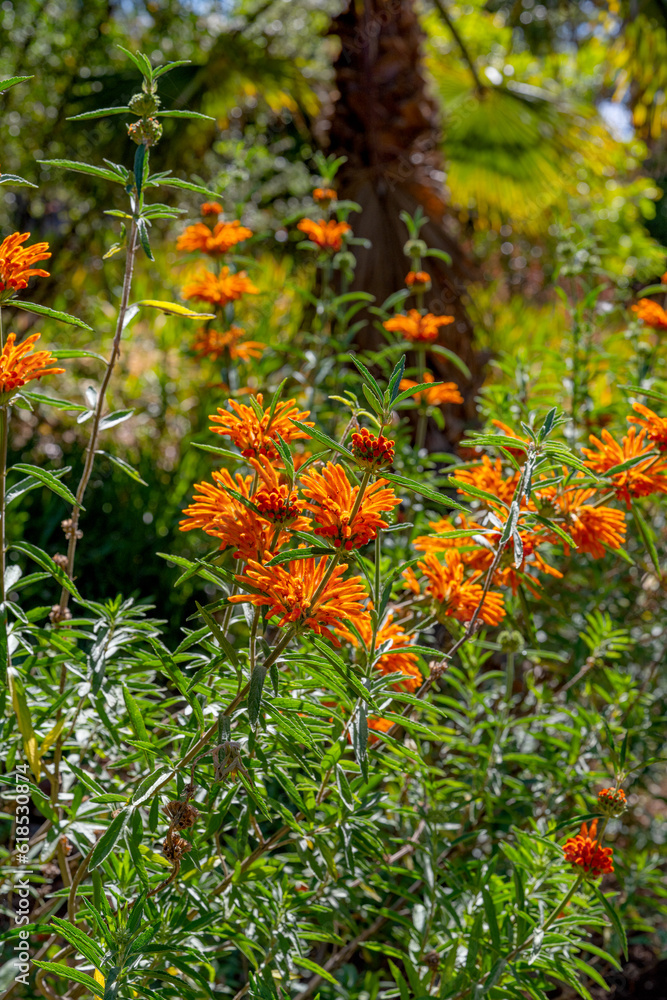 flowers leonotis motherwort close-up