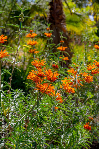 flowers leonotis motherwort close-up © ksena32