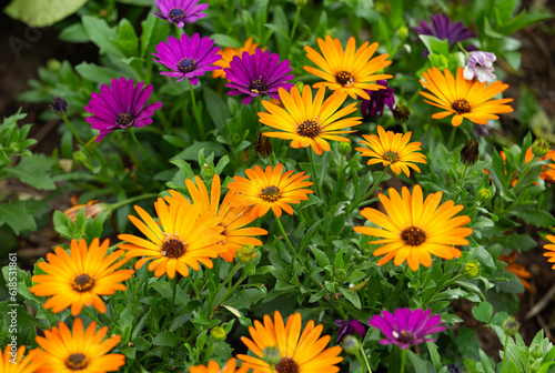 Osteospermum flower growing in a flower bed