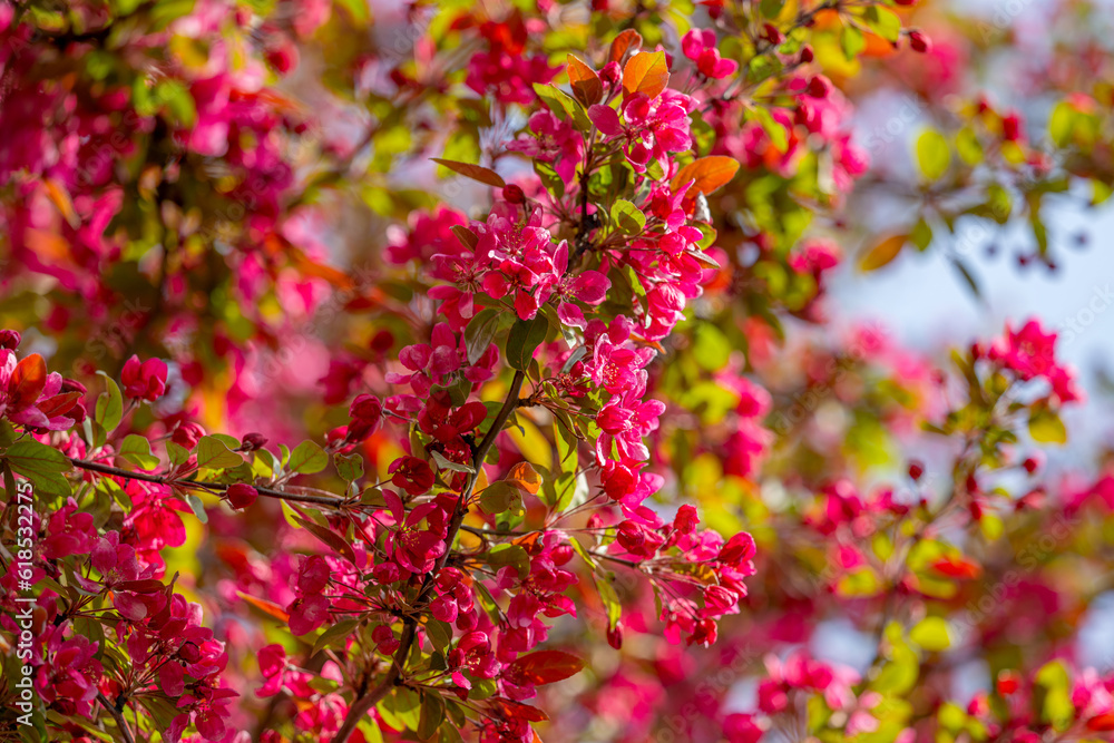 blooming apple tree with red flowers in spring blooming apple tree with red flowers in spring