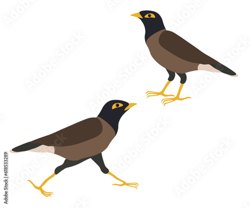 Set of Common Indian myna birds. Acridotheres tristis or mynah is running and standing. Vector illustration.