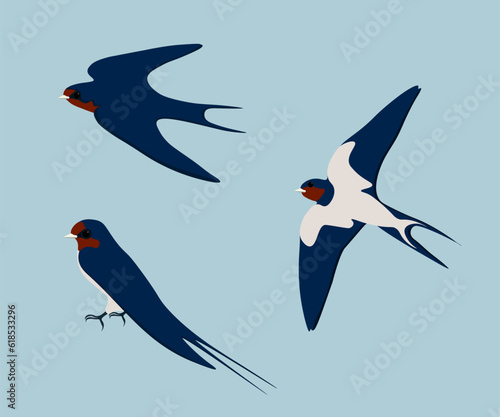 Set of Barn swallow. Hirundo rustica isolated on blue background. Bird is sitting and flying. Vector illustration.