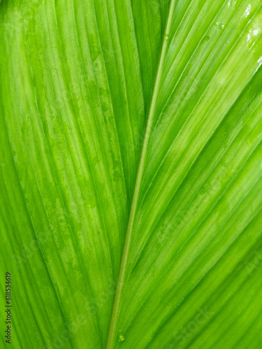 Abstract green leaf texture, line pattern and background