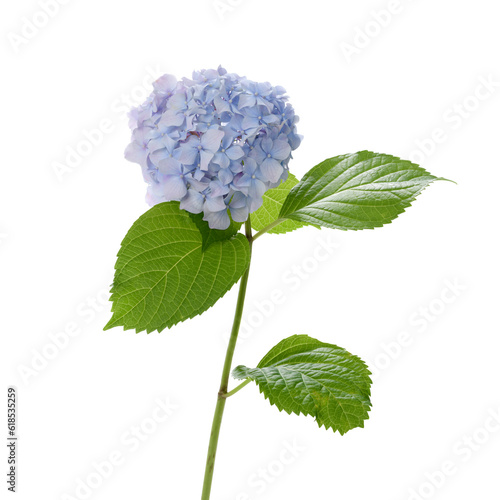 Purple hydrangea flower with leaves isolated on white background     
