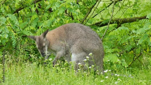 Kangaroo eats leaves in a bush