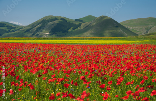 Beautiful flowering of poppies and lentils in Umbria region during summer day of june, Italy