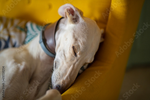 Adorable greyhound sleeping on the sofa
