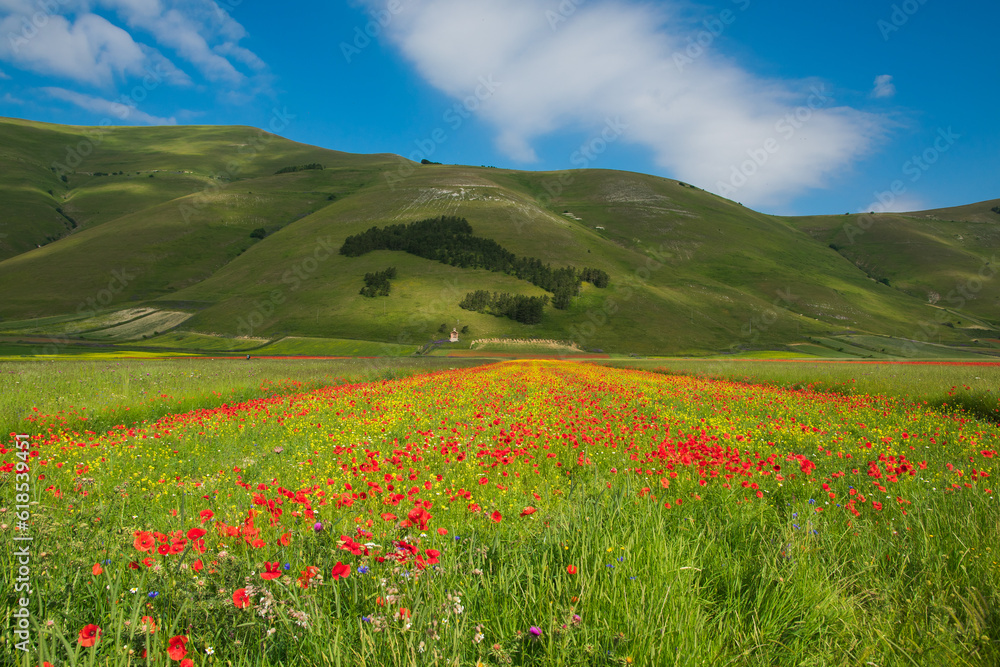 View of wild flowers in a field near Castelluccio di Norcia with Italy madre with trees in the background, Umbria region