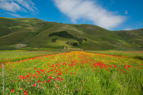 View of wild flowers in a field near Castelluccio di Norcia with Italy madre with trees in the background  Umbria region
