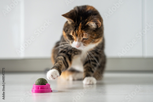 Multicoloured cat play with ball from dark green catmint or catswort. Playful fluffy kitty pulls paw towards toy catnip. Useful entertainment for pets. Love house animals. Owner buy toy for tomcat.
