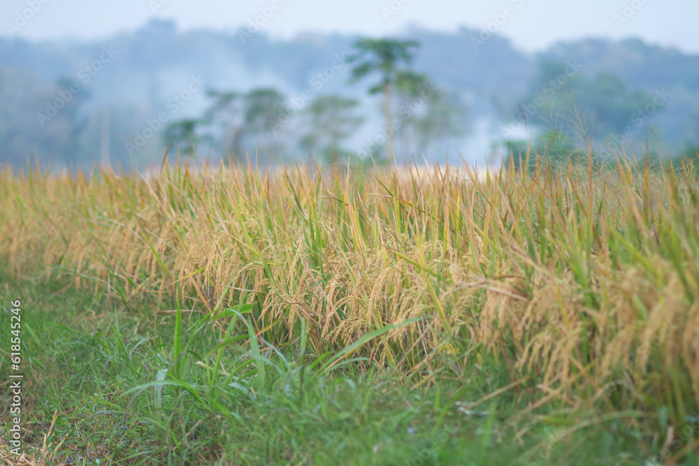 The photo of rice is yellow and ready to be harvested. The photo of rice is yellow and ready to be harvested.