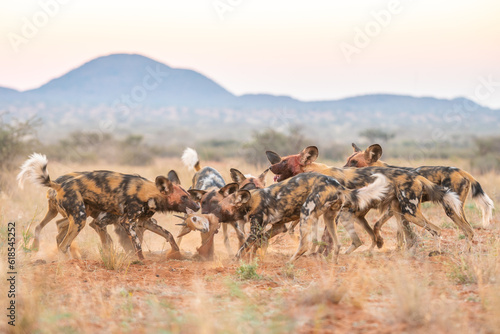 Wall Mural Wilddogs Feeding