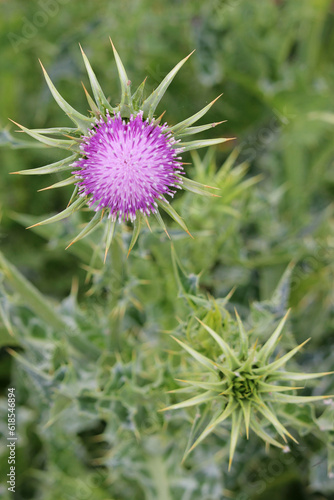 Silybum marianum thistle flower. Also called milk thistle, blessed milkthistle, Marian thistle, and Mary thistle.