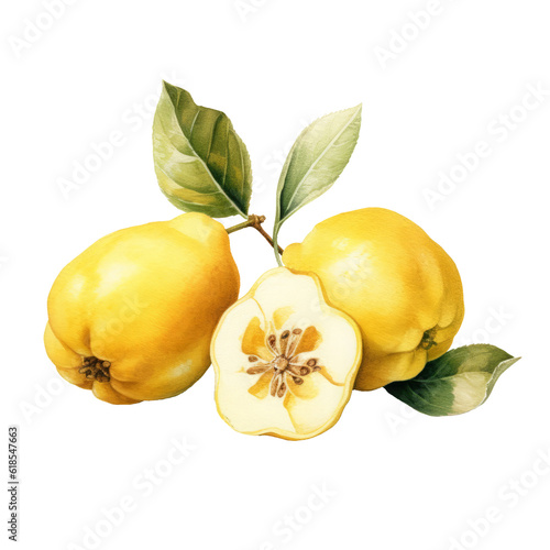 Papier peint Botanical illustration, branch with quince fruit in retro illustration style, PNG