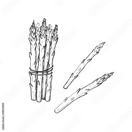 Asparagus plant branch hand drawn vector illustration on isolated white background.Sketch style sparrowgrass armful.  Healthy and wholesome food. Design element for label, logo, template, card, print