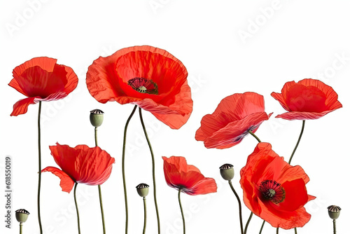 Three red poppy flowers isolated on white background, studio shot.AI generated