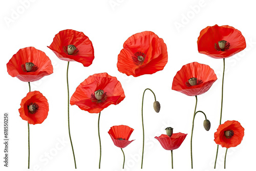 Three red poppy flowers isolated on white background, studio shot.AI generated