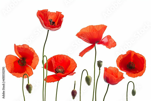Three red poppy flowers isolated on white background, studio shot.AI generated